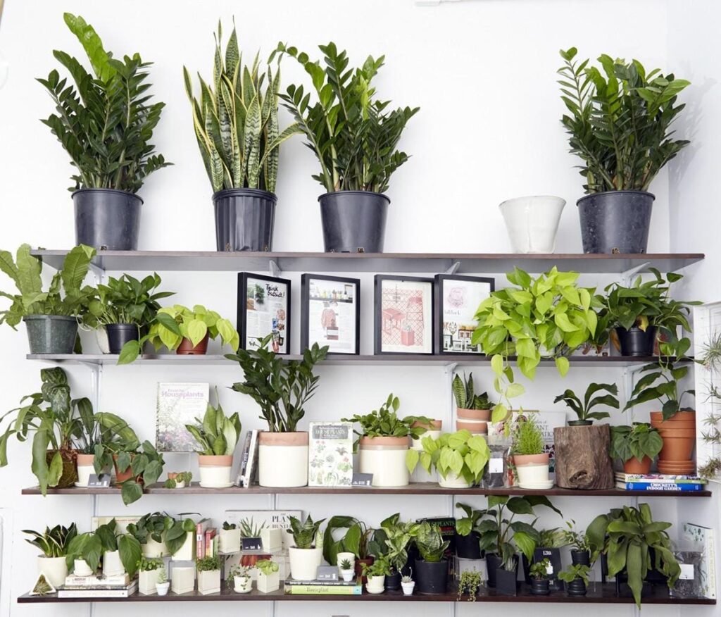 "The Sill's online platform offering plant care guides and shopping, illustrating their small business digital marketing strategy.